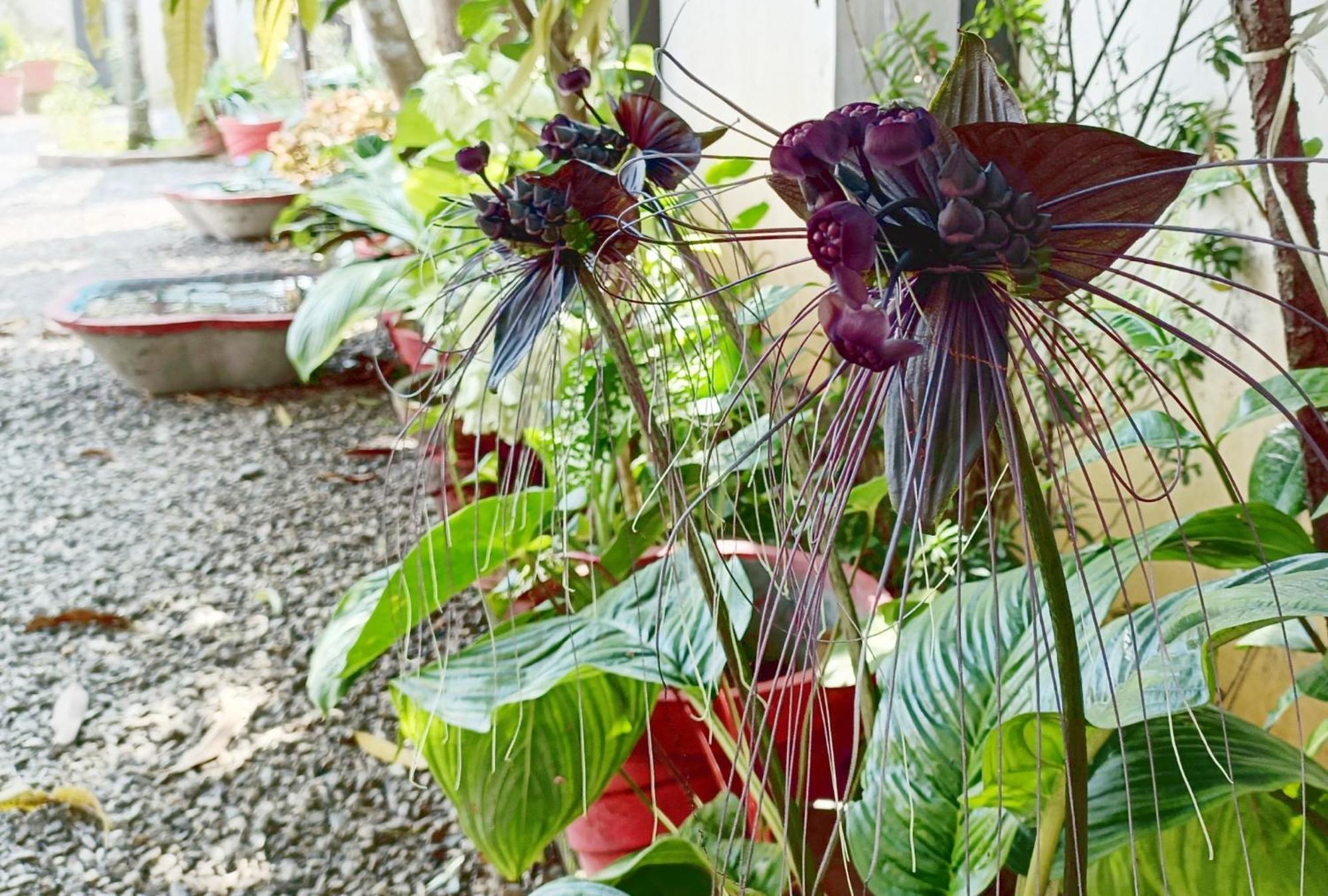 Alma Homestay マラリクラム エクステリア 写真